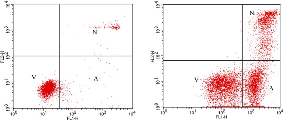 annexin V apoptosis detection kits